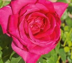 Miss all american beauty rose. Miss All American Beauty Hybrid Tea Rose