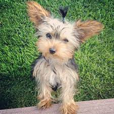 Yorkie Big Ears Yorkie Terrier Yorkie Yorkie Poo
