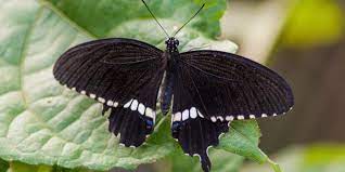 Que Significan Las Mariposas Negras Mitos Y Realidades