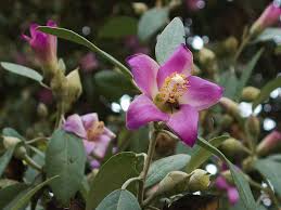 Image result for Lagunaria patersonia