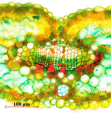 Vascular Bundle Wikipedia
