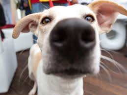 Find her at the muttsavers' adoption event this saturday at the petco located at 120th street and sheridan in broomfield. Pet Adoption Is Surging In The Denver Metro Area Amidst The Pandemic 5280