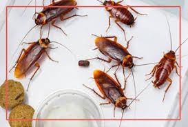 Anchor pest management offers several. Best Pest Control In Hadapsar Result First Pay Later Pest Control Service In Warje Pune Click In