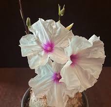 Image result for Ipomoea bolusiana