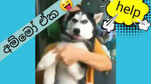Sinhala animal joke video download. Sinhala Animal Meme Athal Funny Youtube