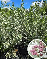 Image result for Conocarpus erectus