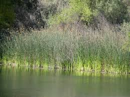 Image result for Schoenoplectus muricinux