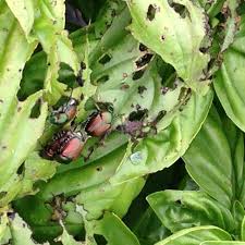 In an effort to assist hop growers in making pesticide and nutrient management decisions, an updated michigan hop management guide, 2021 has been the guide includes an updated list of registered pesticides, nutrient management recommendations and a guide to seasonal pest occurrence and. Fs1272 Common Insect Pests In Hop Yards Rutgers Njaes