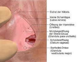 Lesen sie hier, welche ursachen und welche therapiemöglichkeiten es gibt. Glandula Vestibularis Major Wikipedia