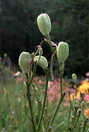 Dig up the roots of the plant cluster and break them apart with your if you have two daylilies, you can go through the process of germinating one of the plants to produce usable seeds. Propagating Daylilies 2017