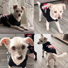 Adopt a friendly 8-year-old dog named Tanner