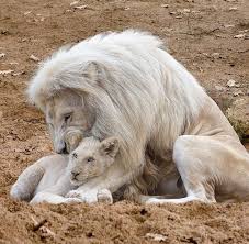 Pin On Lion