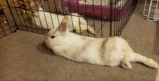 I'm a tadpole when i'm young. They Re Mirroring Each Other Exactly Right Down To The Position Of Their Feet Rabbits