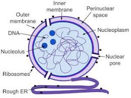 It is the outermost part of the cell in animals. Nuclear Membrane Function Structure What Is A Nuclear Membrane Video Lesson Transcript Study Com
