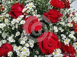Little white flowers with roses. Red Rose With White Little Flowers Around It Red Roses White Flowers Little Flowers