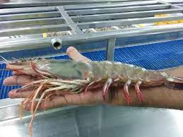 The most widely served seafood in the us is shrimp; What Are The Largest Shrimp You Can Buy And What Are Some Safe Online Sources Quora