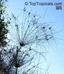 Image result for Cyperus sp.no.9