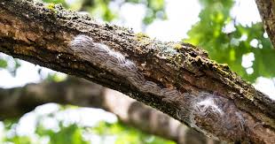 Dag wereld, die ik zie vanuit mijn achtertuin. Proef Met Natuurlijke Vijanden Plaagrups Weer Succesvol Tot 75 Procent Minder Nesten Drenthe Ad Nl