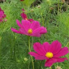 Image result for cosmos flower