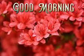 Good morning images with flowers : Good Morning Flower Images Free Download For Whatsapp