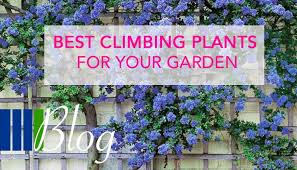 Seasonal vegies that work well to cover a wall include climbing spinach, peas and snow peas, beans and cucumbers. Best Climbing Plants For Your Garden Four Seasons Fencing Shop