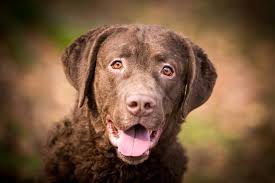 Image result for chesapeake bay retrívr