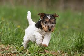 The wire fox terrier is short backed and square proportioned, but at the same time standing over a lot of ground. Wire Fox Terrier Dog Breed Information