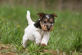 As such, the akc has recognized these dogs as an official dog group. Wire Fox Terrier Dog Breed Information