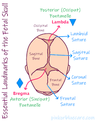 A fairly rigid joint between two or more hard elements, such as the bony plates of the skull. Essential Landmarks Of The Fetal Skull Anatomy Organs Body Anatomy Gestational Age