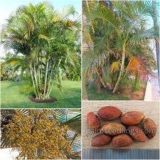 Image result for Dypsis lutescens