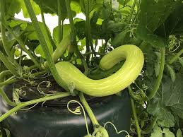 Typically green in color, zucchini may also be yellow or white. 15 Different Types Of Zucchini Care Use Instructions Trees Com