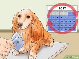 Another thing you need to think about is the hair around your dachshund's feet. 3 Ways To Groom A Longhair Dachshund Wikihow