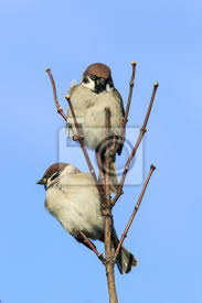 Welche größe haben vögel in der kategorie vögel? Ein Paar Lustige Vogel Kleiner Spatz Der Auf Niederlassung Leinwandbilder Bilder Singvogel Spatz Flugel Myloview De