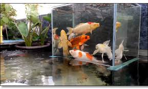 Sebuah keharusan untuk ikan koi dapat kita sediakan kolam dengan desain seunik dan secantik mungkin walaupun terletak pada. Desain Kolam Ikan Koi Minimalis Radea