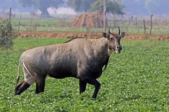 Nilgai - Wikipedia