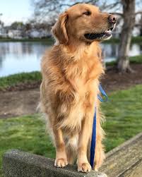 whiskey golden retriever dog friends doggie style