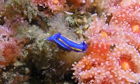 Image result for Tritonia moggii