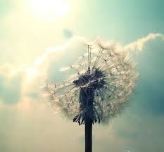 High quality video of a beautiful woman blowing a dandelion in the wind. Dandelion Blowing In The Wind Home Facebook