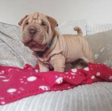 Breeder of 20 years experience. Puppies For Sale Shar Pei Czech Republic Nitra