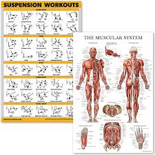 Find out more about the individual muscles within the chest anatomy by clicking their respective links throughout this Amazon Com Quickfit Suspension Workouts And Muscular System Anatomy Poster Set Laminated 2 Chart Set Suspension Exercise Routine Muscle Anatomy Diagram 18 X 27 Sports Outdoors