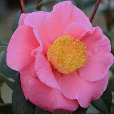 Epingle Sur Camelia