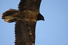 Die überraschung „hintermartell 2015 bartgeier (unten) und steinadler (rechts) im flugbild. Bartgeier Wikipedia