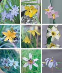 Image result for Sisyrinchium micranthum