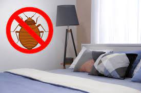En réalité, les punaises de lit sont des insectes redoutables dont il est rare de se débarrasser du premier coup. Le Top Du Traitement Naturel Contre Les Punaises De Lit
