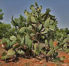 The following is the usual process done Opuntia Ficus Indica Wikipedia