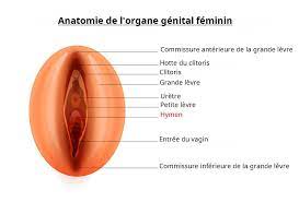 Dans certaines cultures où la présence de l'hymen revêt une grande. Hymenoplastie Comment Reconstruire L Hymen