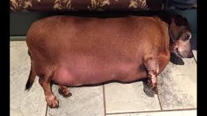 Ben chang ► composed by: Obese Rescue Dog Fat Vincent Makes Stunning Transformation In Quest For New Owner Wqad Com