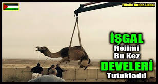 Filistin haberleri ve son dakika gelişmeleri bolgegundem.com aracılığıyla bu sayfada. Israil Gucleri Filistin In Naqab Necef Bolgesinde Yasayan Bedevi Koyunun Planli Bir Yikimi Esnasinda Deve Surusune Is Makin Movie Posters Poster Novelty Sign