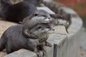 It can be distinguished from other otter species by its blunter muzzle, acutely arched back and a white neck devoid of any spots or streaks. Eurekalert Science News Releases