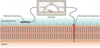 Applied Sciences | Free Full-Text | Effects Of Increased Extracellular  Potassium Concentration Induced By Ischemia On The Vulnerability Of  Ventricular Arrhythmias And The Regularity Of Related Ventricular  Tachycardia